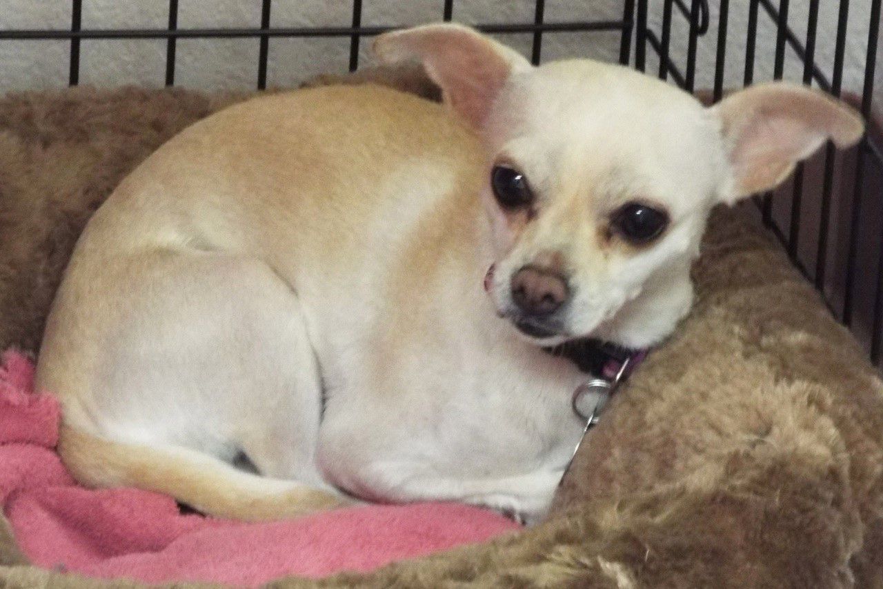 Adopt a friend: Blanca